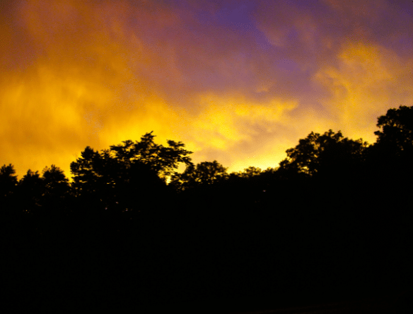 A silhouette of trees with sunset sky behind